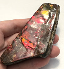 Load image into Gallery viewer, Ammolite Ammonite Gem Stone from Alberta 4.25 Inches
