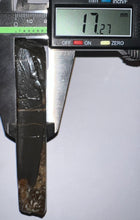 Load image into Gallery viewer, Ammolite Ammonite Gem Stone from Alberta 4.25 Inches