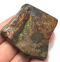 Load image into Gallery viewer, Ammolite Ammonite Gem Stone from Alberta with Mosasaur Bite Marks 2.15 Inches