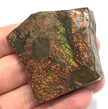 Load image into Gallery viewer, Ammolite Ammonite Gem Stone from Alberta with Mosasaur Bite Marks 2.15 Inches