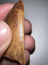 Load image into Gallery viewer, Carcharodontosaur Fossil Tooth 1.83 Inches No Repair