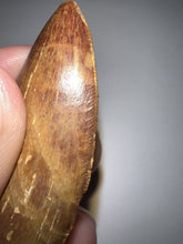 Load image into Gallery viewer, Carcharodontosaur Fossil Tooth 1.83 Inches No Repair