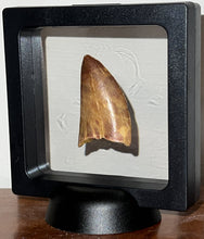 Load image into Gallery viewer, Carcharodontosaur Fossil Tooth 1.83 Inches No Repair