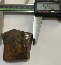Load image into Gallery viewer, Ammolite Ammonite Gem Stone from Alberta with Mosasaur Bite Marks 2.15 Inches