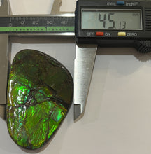 Load image into Gallery viewer, Ammolite Ammonite Gem Stone from Alberta 2.7 Inches