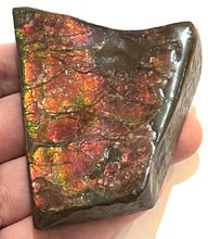 Load image into Gallery viewer, Ammolite Ammonite Gem Stone from Alberta with Mosasaur Bite Marks 3.1 Inches
