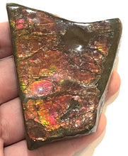 Load image into Gallery viewer, Ammolite Ammonite Gem Stone from Alberta with Mosasaur Bite Marks 3.1 Inches