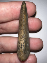 Load image into Gallery viewer, Carcharodontosaur Fossil Tooth 1.83 Inches No Repair Incredible Serrations Rare Blue Color
