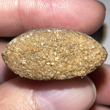 Load image into Gallery viewer, Carcharodontosaur Fossil Tooth 1.83 Inches No Repair Incredible Serrations Rare Blue Color