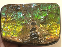 Load image into Gallery viewer, Ammolite Ammonite Gem Stone from Alberta with Mosasaur Bite Marks 4.3 Inches