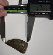 Load image into Gallery viewer, Carcharodontosaur Fossil Tooth 1.83 Inches No Repair Incredible Serrations Rare Blue Color