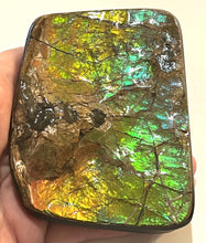 Load image into Gallery viewer, Ammolite Ammonite Gem Stone from Alberta with Mosasaur Bite Marks 4.3 Inches