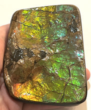 Load image into Gallery viewer, Ammolite Ammonite Gem Stone from Alberta with Mosasaur Bite Marks 4.3 Inches