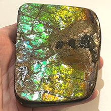 Load image into Gallery viewer, Ammolite Ammonite Gem Stone from Alberta with Mosasaur Bite Marks 4.3 Inches