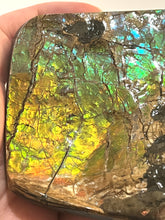 Load image into Gallery viewer, Ammolite Ammonite Gem Stone from Alberta with Mosasaur Bite Marks 4.3 Inches
