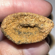 Load image into Gallery viewer, Large Carcharodontosaur Fossil Tooth 2.11 Inches No Repair