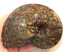 Load image into Gallery viewer, SUPER RARE Complete Ammolite Ammonite from Alberta 5.4 Inches