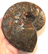 Load image into Gallery viewer, SUPER RARE Complete Ammolite Ammonite from Alberta 5.4 Inches