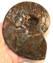 Load image into Gallery viewer, SUPER RARE Complete Ammolite Ammonite from Alberta 5.4 Inches