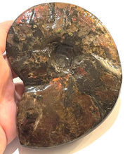 Load image into Gallery viewer, SUPER RARE Complete Ammolite Ammonite from Alberta 5.4 Inches