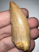 Load image into Gallery viewer, Large Carcharodontosaur Fossil Tooth 2.17 Inches No Repair