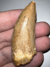 Load image into Gallery viewer, Large Carcharodontosaur Fossil Tooth 2.17 Inches No Repair