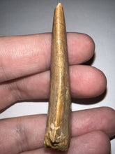 Load image into Gallery viewer, Large Carcharodontosaur Fossil Tooth 2.17 Inches No Repair