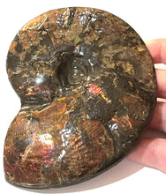 Load image into Gallery viewer, SUPER RARE Complete Ammolite Ammonite from Alberta 5.4 Inches