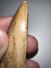 Load image into Gallery viewer, Large Carcharodontosaur Fossil Tooth 2.17 Inches No Repair