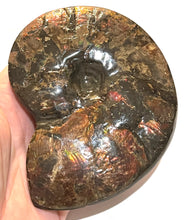 Load image into Gallery viewer, SUPER RARE Complete Ammolite Ammonite from Alberta 5.4 Inches
