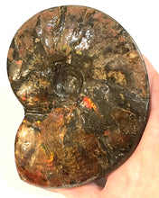 Load image into Gallery viewer, SUPER RARE Complete Ammolite Ammonite from Alberta 5.4 Inches