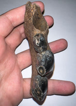 Load image into Gallery viewer, Ice Age Fossil Cave Hyena Jaw with 3 complete teeth 3.84 Inches