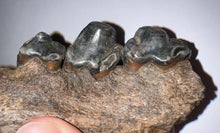Load image into Gallery viewer, Ice Age Fossil Cave Hyena Jaw with 3 complete teeth 3.84 Inches