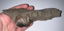 Load image into Gallery viewer, Ice Age Fossil Cave Hyena Partial Skull with Carnassial tooth 6.2 Inches