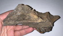 Load image into Gallery viewer, Ice Age Fossil Cave Hyena Partial Skull with Carnassial tooth 6.2 Inches