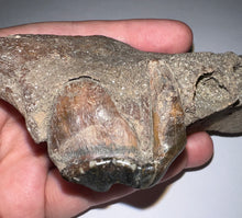 Load image into Gallery viewer, Ice Age Fossil Cave Hyena Partial Skull with Carnassial tooth 6.2 Inches