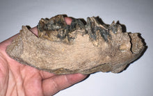 Load image into Gallery viewer, Ice Age Fossil Cave Hyena Jaw with 4 teeth 5.9 Inches