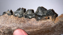Load image into Gallery viewer, Ice Age Fossil Cave Hyena Jaw with 4 teeth 5.9 Inches