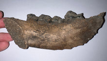 Load image into Gallery viewer, Ice Age Fossil Cave Hyena Jaw with 4 complete teeth 5.7 Inches