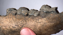 Load image into Gallery viewer, Ice Age Fossil Cave Hyena Jaw with 4 complete teeth 5.7 Inches