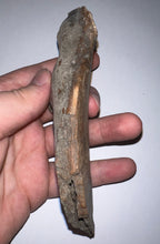 Load image into Gallery viewer, Ice Age Fossil Cave Hyena Jaw with 4 complete teeth 5.7 Inches