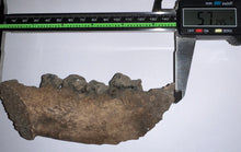 Load image into Gallery viewer, Ice Age Fossil Cave Hyena Jaw with 4 complete teeth 5.7 Inches