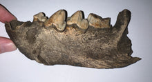 Load image into Gallery viewer, Ice Age Fossil Cave Hyena Jaw with 4 complete teeth 5.9 Inches