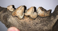 Load image into Gallery viewer, Ice Age Fossil Cave Hyena Jaw with 4 complete teeth 5.9 Inches