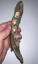 Load image into Gallery viewer, Ice Age Fossil Cave Hyena Jaw with 4 complete teeth 5.9 Inches