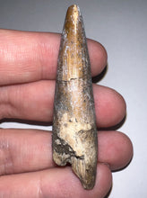 Load image into Gallery viewer, Suchomimus Large Fossil Tooth VERY RARE!! 2.26 Inches!