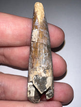 Load image into Gallery viewer, Suchomimus Large Fossil Tooth VERY RARE!! 2.26 Inches!