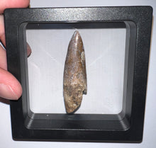 Load image into Gallery viewer, Suchomimus Large Fossil Tooth VERY RARE!! 2.26 Inches!