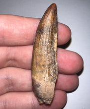 Load image into Gallery viewer, Suchomimus Large Serrated Fossil Tooth VERY RARE!! 2.25 Inches! No Repair!
