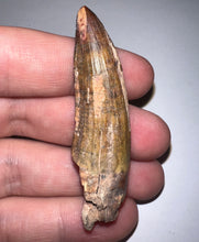 Load image into Gallery viewer, Suchomimus Large Serrated Fossil Tooth VERY RARE!! 2.25 Inches! No Repair!